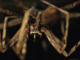 Close View of a Large Long-Legged Spider