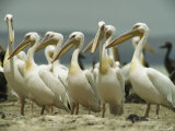 Adult and Juvenile Eastern White Pelicans