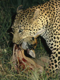 Leopard Kills an Impala