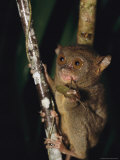 Buy Tarsier Eats an Insect While Clinging to a Branch at Night at AllPosters.com