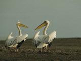 Pair of Eastern White Pelicans Drying Their Wings in the Sun