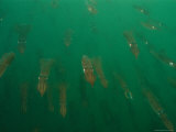 Hundreds of Longfin Inshore Squid Head to Cape Cod to Spawn in May