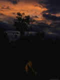 Night Falls as an Orange Sky Casts a Glow on an Endangered Leopard