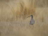 Eurasian Curlew Standing in Tall Blonde Grass