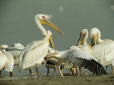 Eastern White Pelicans Grooming and Resting at Waters Edge