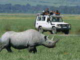 Tourists View a Rhinoceros from a Safari Jeep