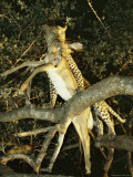 Leopard Climbs a Tree with an Impala It Has Killed