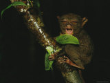 Buy Sleepy Looking Tarsier Clinging to a Branch at Night at AllPosters.com