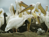 Eastern White Pelicans and Their Chicks