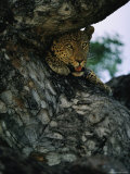 Close View of a Leopard Peeking from Behind a Tree