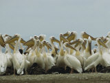 Eastern White Pelicans and Their Chicks