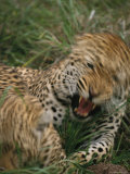 Quick Growl from a Leopard Shows its Long Sharp Teeth