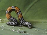Buy Inchworm, Morauia, Costa Rica at AllPosters.com