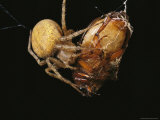 Spider Wrapping a Beetle in Strands of Silk