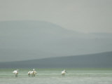 White Spoonbills Standing in Water