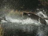 Mountain Lion Hunts a Mallard Duck in a Creek
