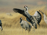 Common Cranes on a Grassland