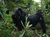 Buy Two Mother Gorillas Carrying Their Children on Their Backs, Virunga National Park, Rwanda at AllPosters.com