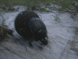 Dung Beetle in the Sand of Loango National Park
