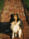 A Sheltie with a Dog Bone Poised on Its Nose