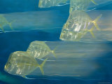 Buy Lookdown Fish in Motion, Atlantic Ocean at AllPosters.com