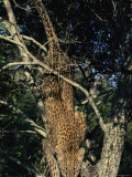 Young Leopard Descends a Tree