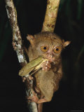 Buy Tarsier Eats an Insect While Clinging to a Branch at Night at AllPosters.com