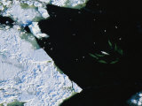 Aerial of a Gathering of Beluga Whales with Birds Flying Overhead