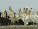 Eastern White Pelicans and Their Chicks