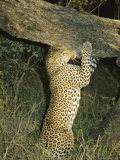Leopard Marks his Territory Using its Facial-Gland Scent