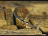 An Arctic Tern Offers Its Mate a Small Fish