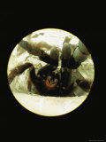 Tarantula Waits Inside its Silk-Lined Lair for a Victim to Pass By