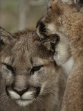 Ten-Month-Old Mountain Lion and its Mother