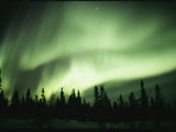 Buy Green Curtain of the Aurora Borealis Over an Evergreen Forest at AllPosters.com