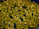 Swirling Activity of a Carnival Duckpond Quessing Game