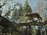 Mountain Lion Walks along a Fallen Tree