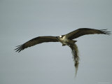 Osprey Carrying Nesting Material Back to its Nest