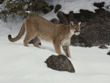 Mountain Lion in a Wintry Landscape