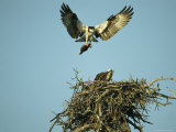 Osprey Carrying a Fish Back to its Nest