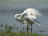Egret with Feathers Fluffed and Wings Opened Standing in Water