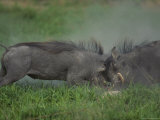 Buy Warthogs Fighting, Selinda, Botswana at AllPosters.com