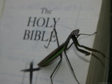 A Praying Mantis Prepares His Sermon
