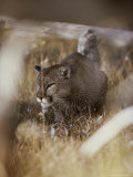 Mountain Lion Stalks Prey