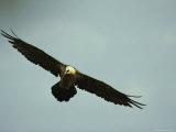 Cinereous Vulture in Flight
