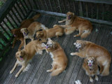 A Happy Group of Golden Retrievers Relax Together