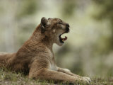 Mountain Lion Curls its Tongue as It Yawns