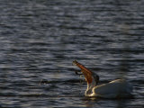 American White Pelican Eating, Klamath Basin Refuge Complex, Oregon