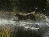 Mountain Lion Hunts a Mallard Duck in a Creek