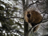 Porcupine Sits High on a Tree Branch in the Winter