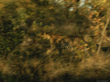 Leopard in Motion